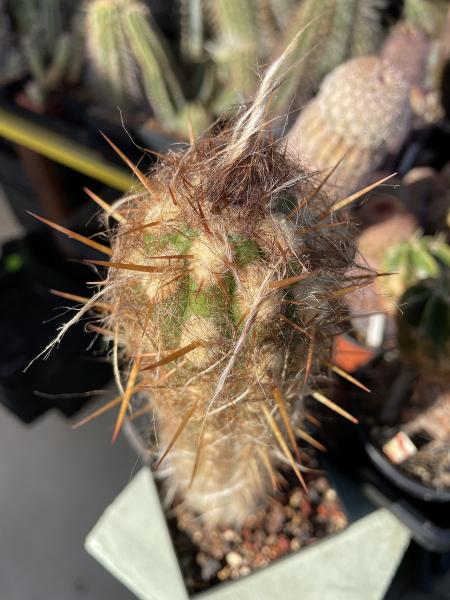 Oreocereus celsianus braun